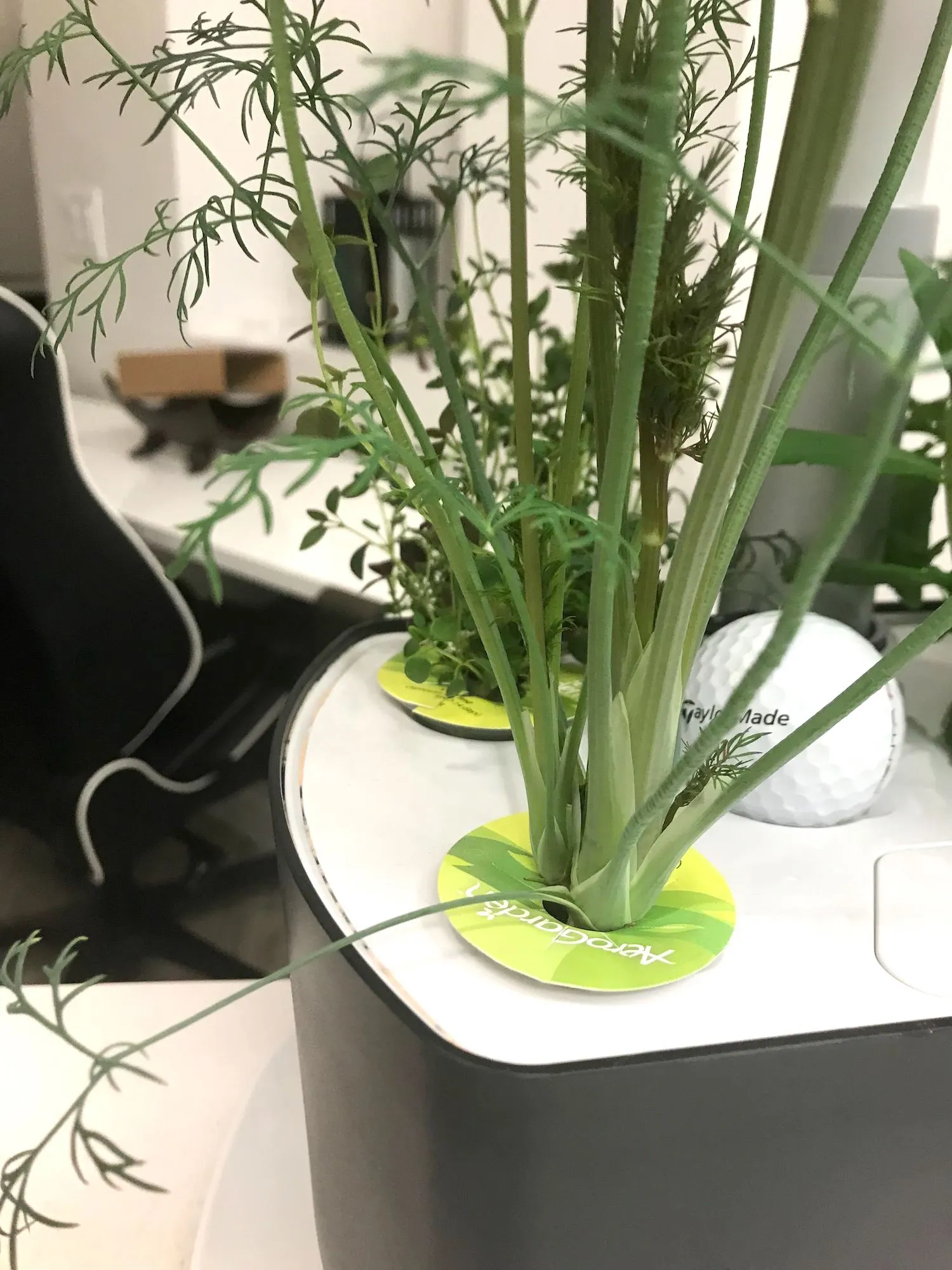 Full grown dill in aerogarden