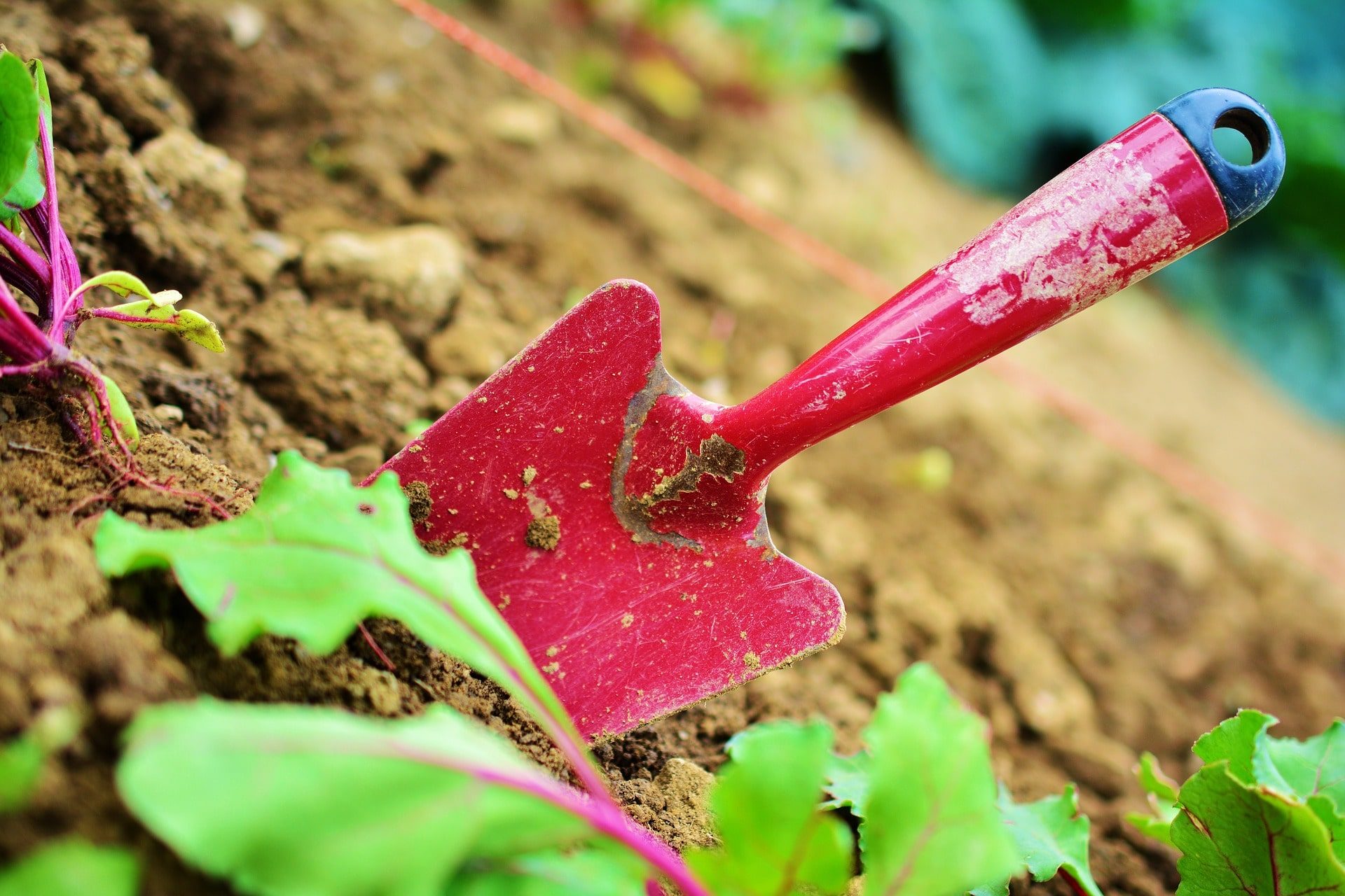 Red hand trowel pushed into loose brown garden soil between young beetroot plants
