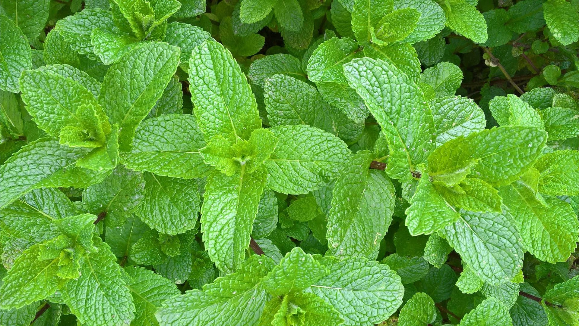 Dense mass of bright green mint leaves, crinkled and toothed, filling the frame