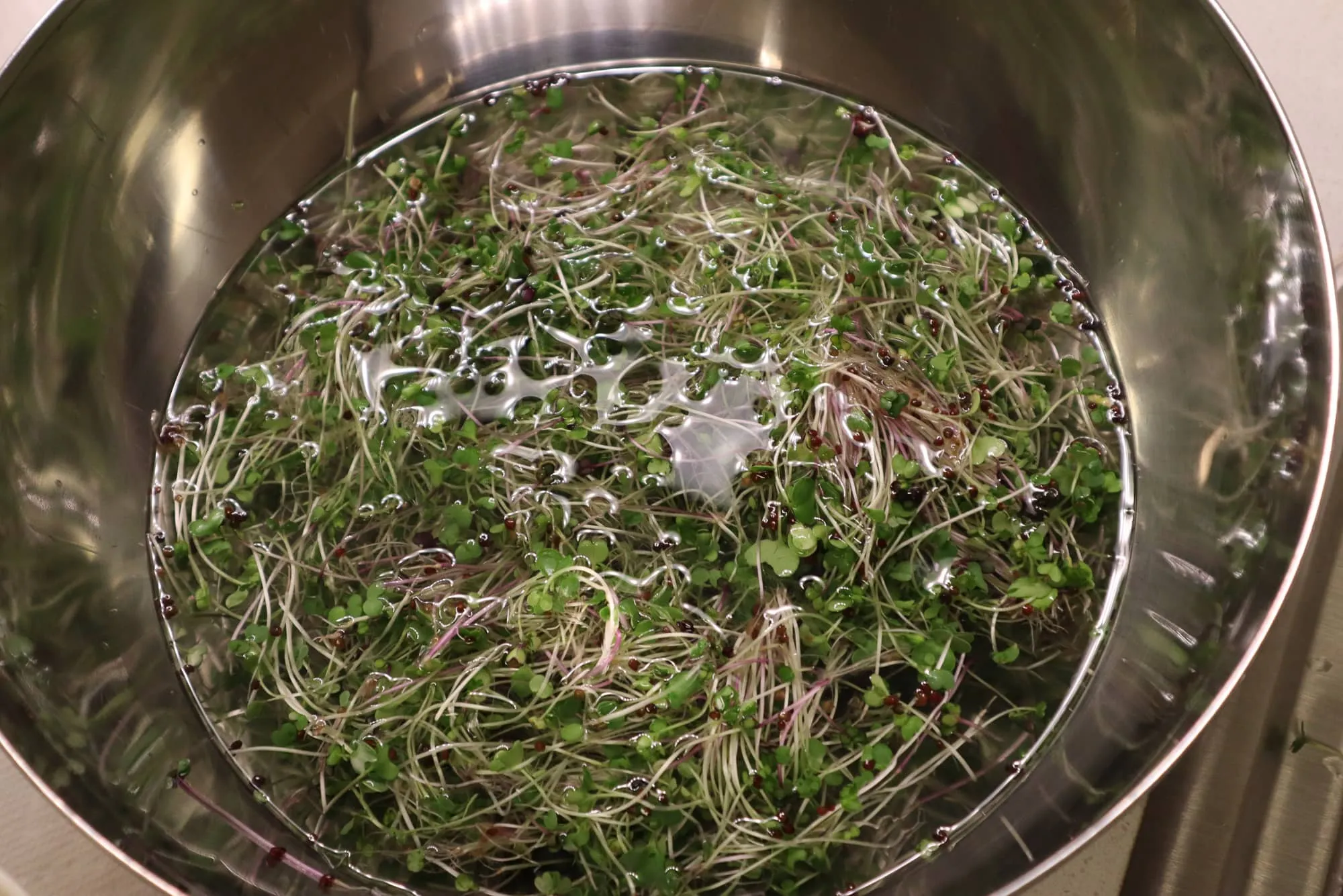 Hamama super salad microgreen yield in bowl
