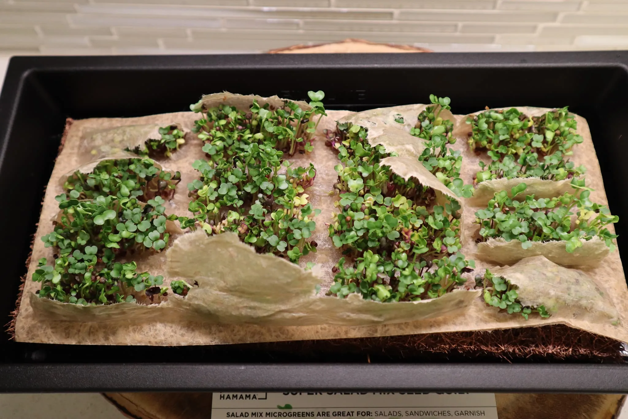Hamama super salad mix breaking through paper