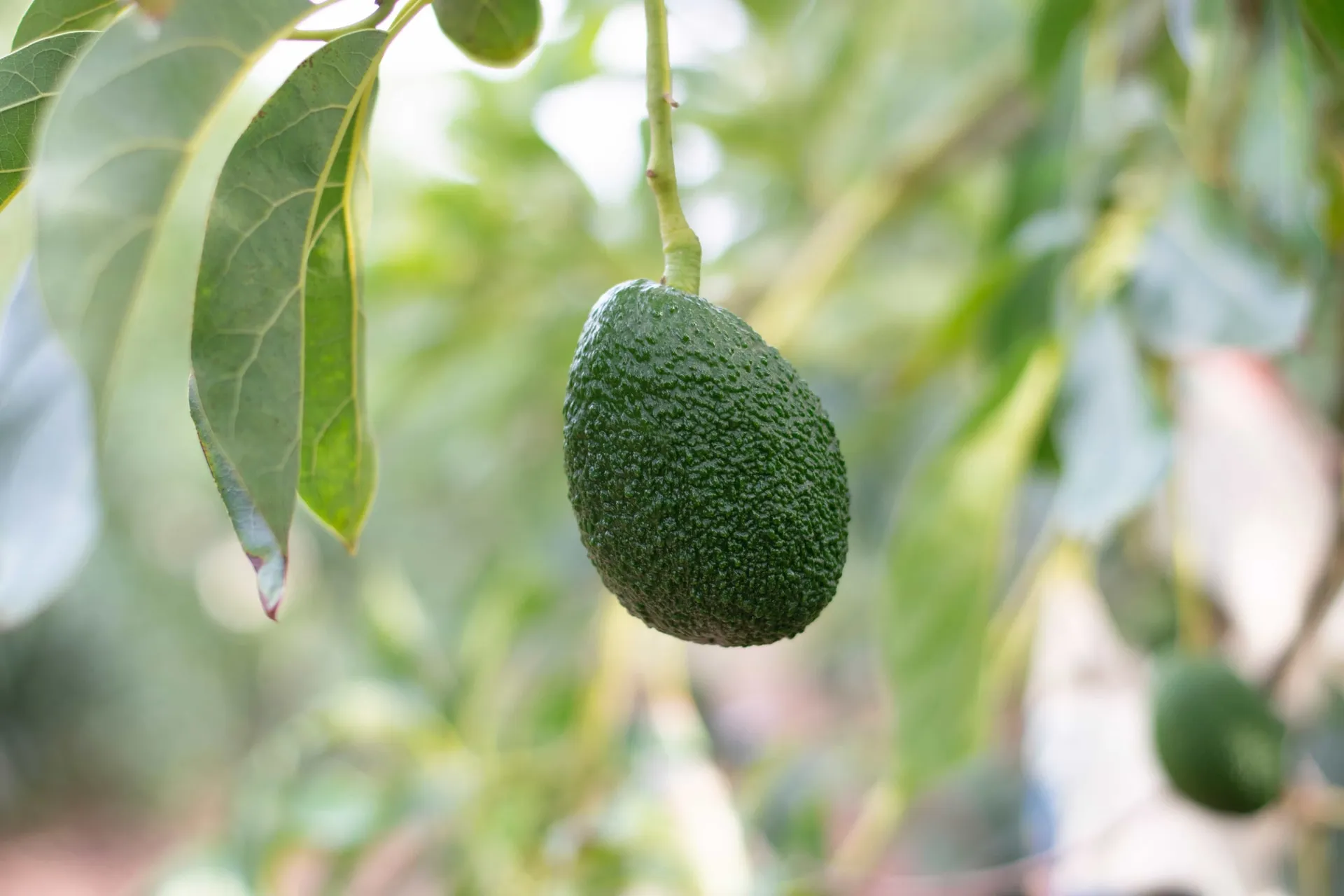 hanging avocado fruit on the tree