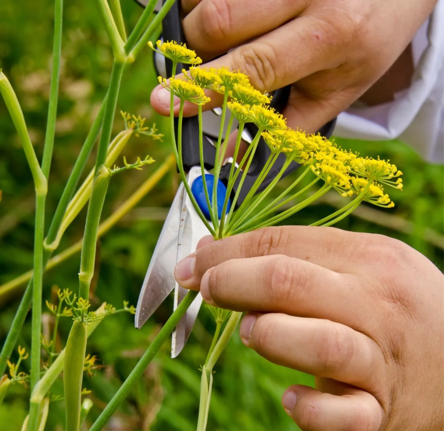 harvesting dill with clippers