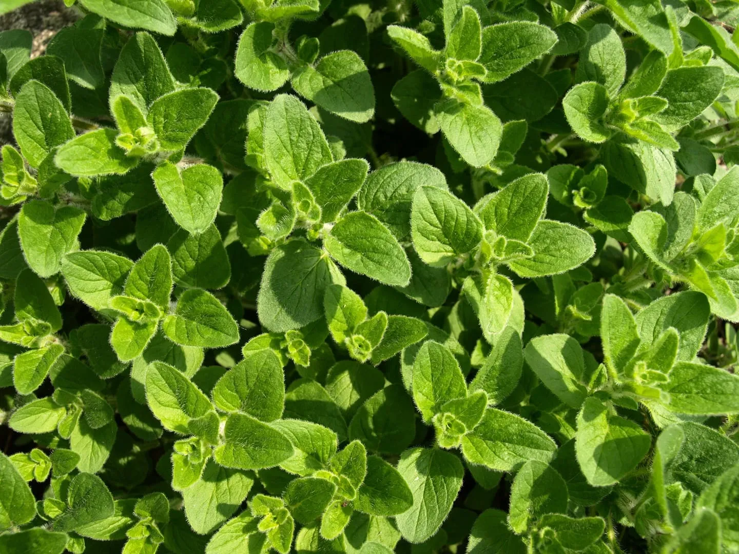full and healthy oregano plant growing