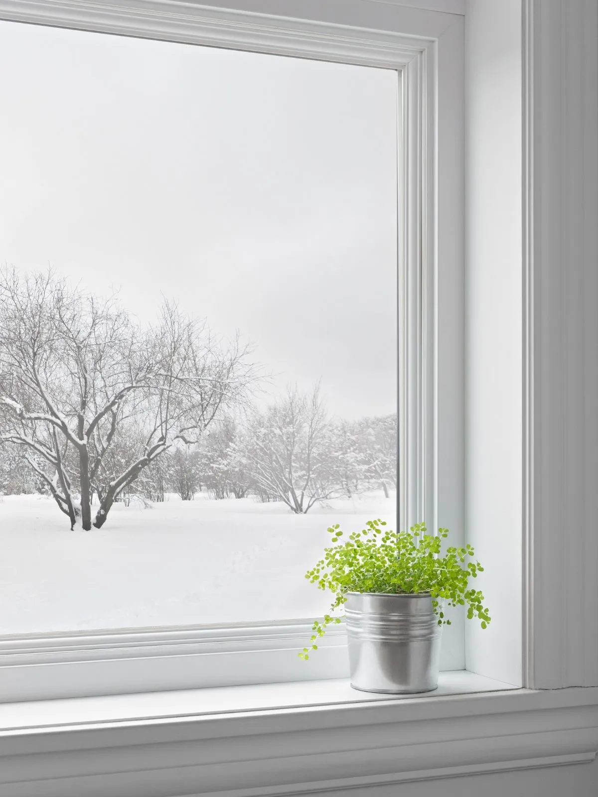 Herb growing indoors during winter