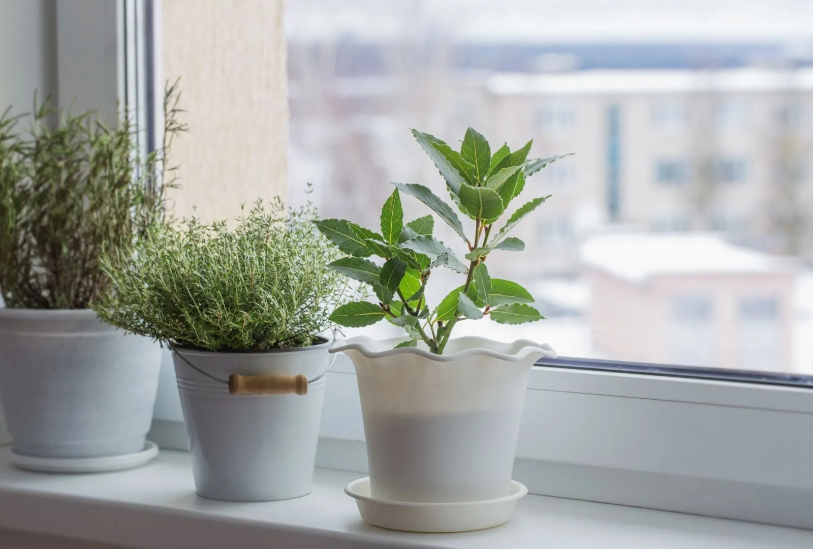 Herbs in windowsill during winter