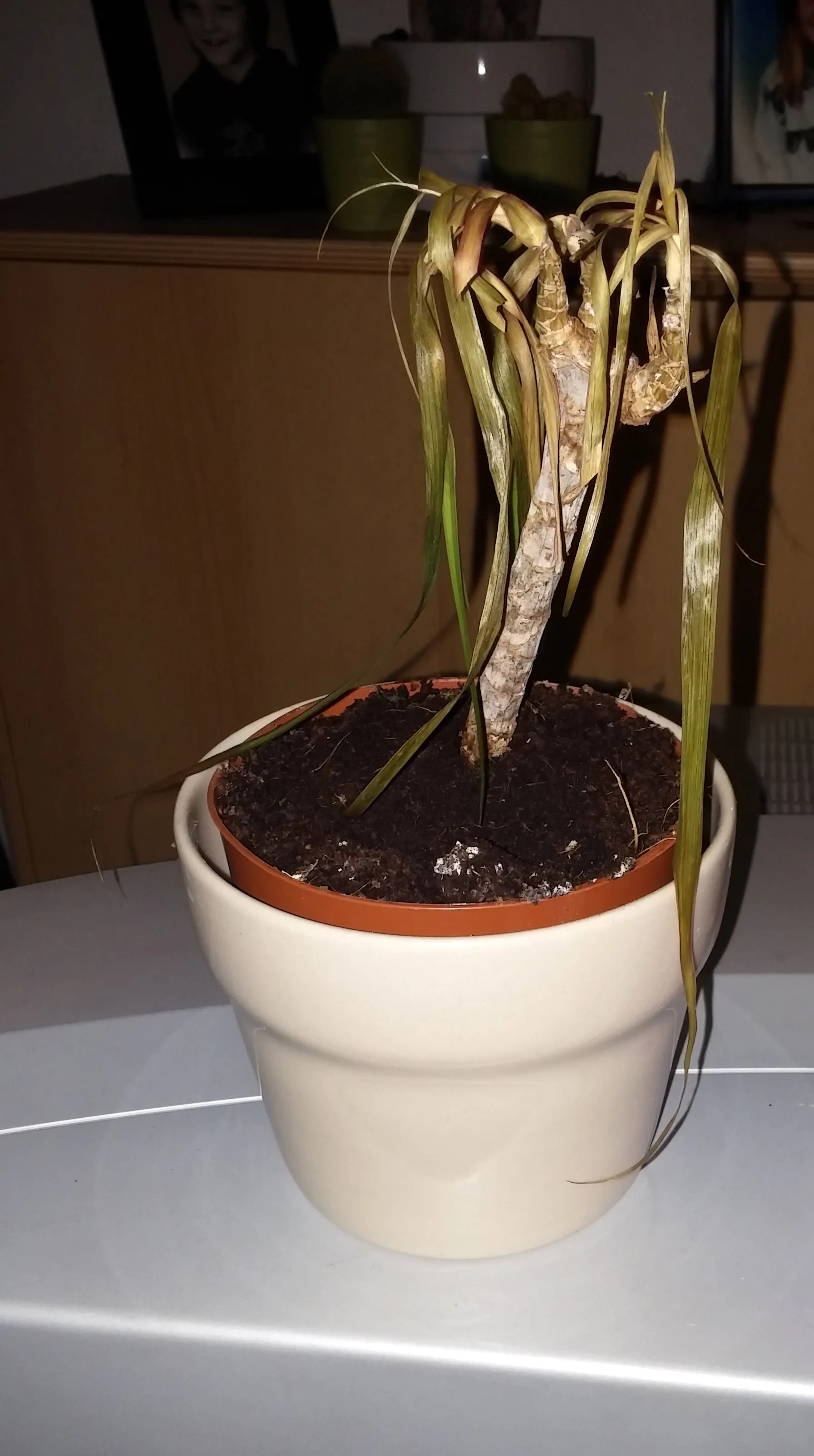 A house plant in a cream pot with its long, strappy leaves collapsed and browning over dark, damp potting mix