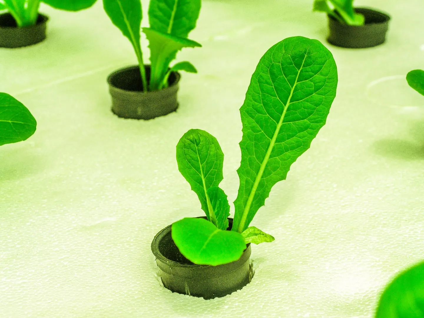 Hydroponic lettuce setup