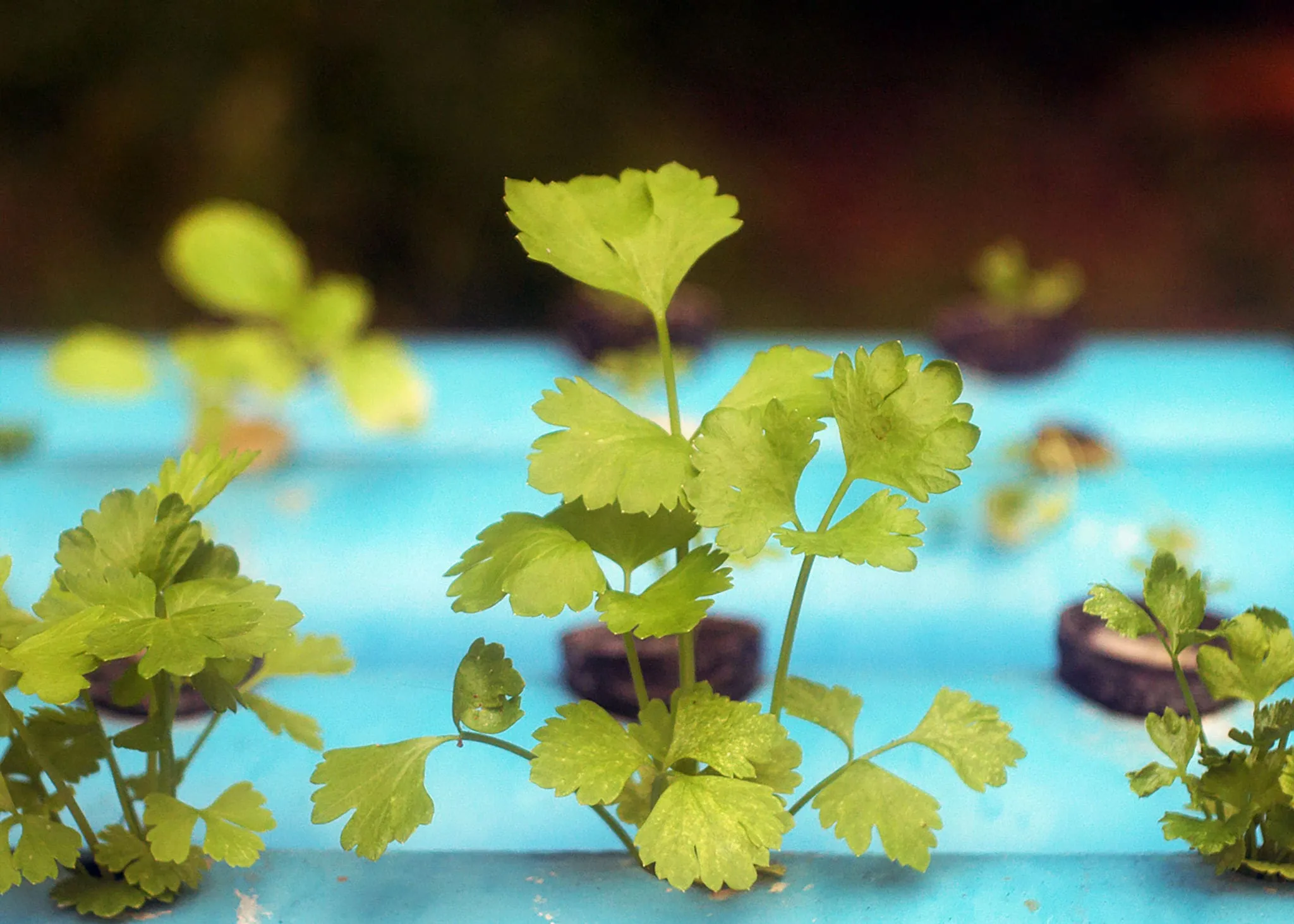 Photo of hydroponically grown cilantro plant