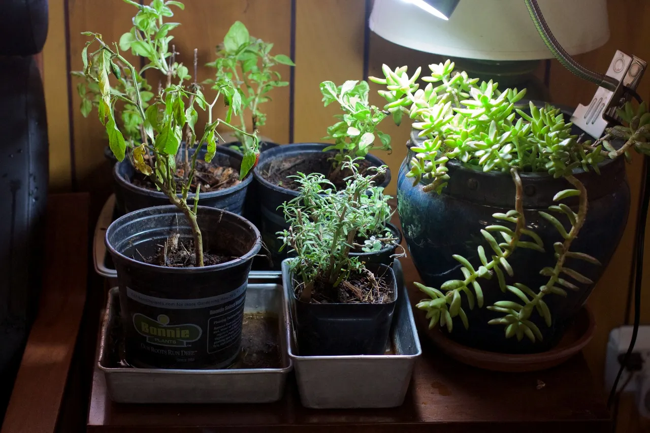 Indoor artificial light small herb garden