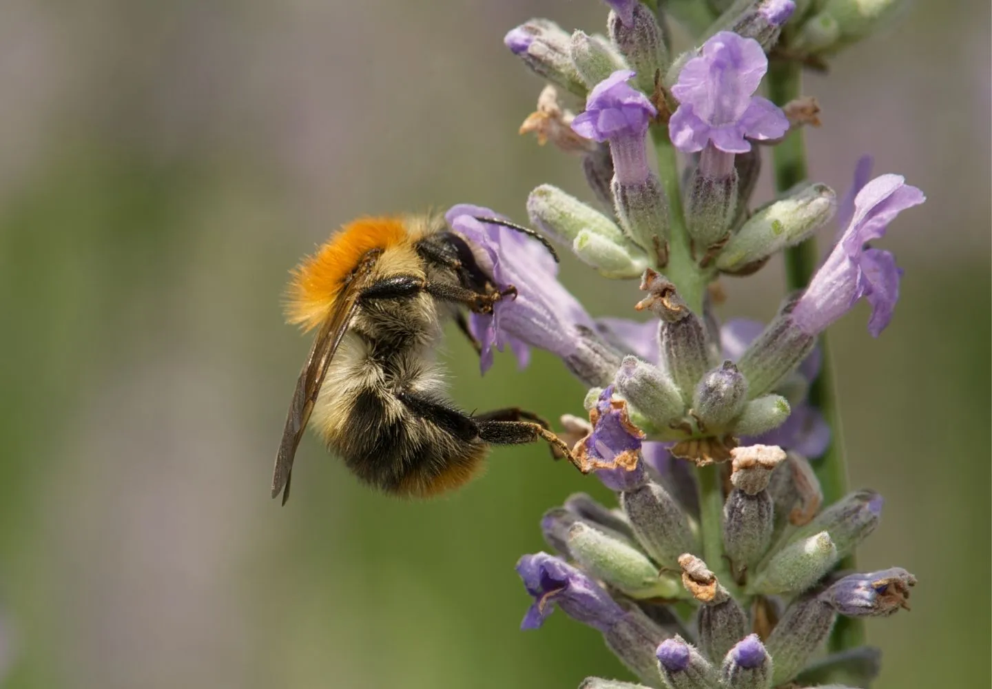 lavendar stem close up with bee