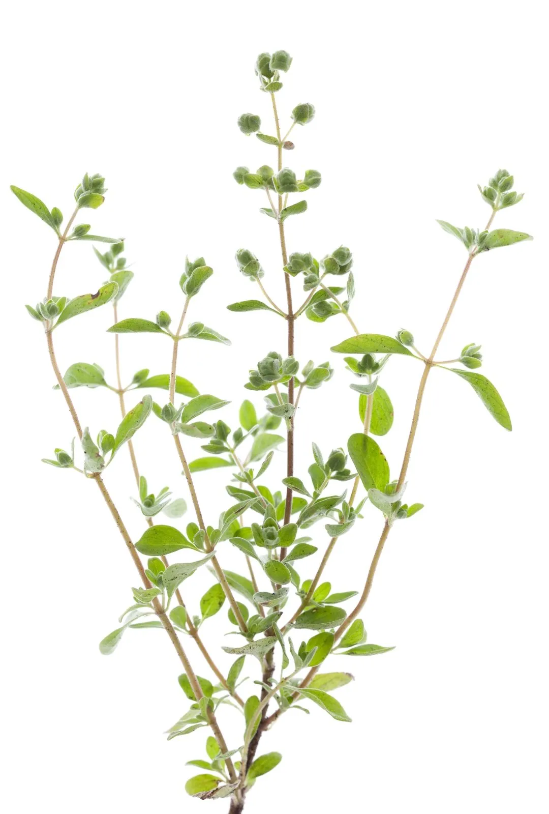 Marjoram branch close-up