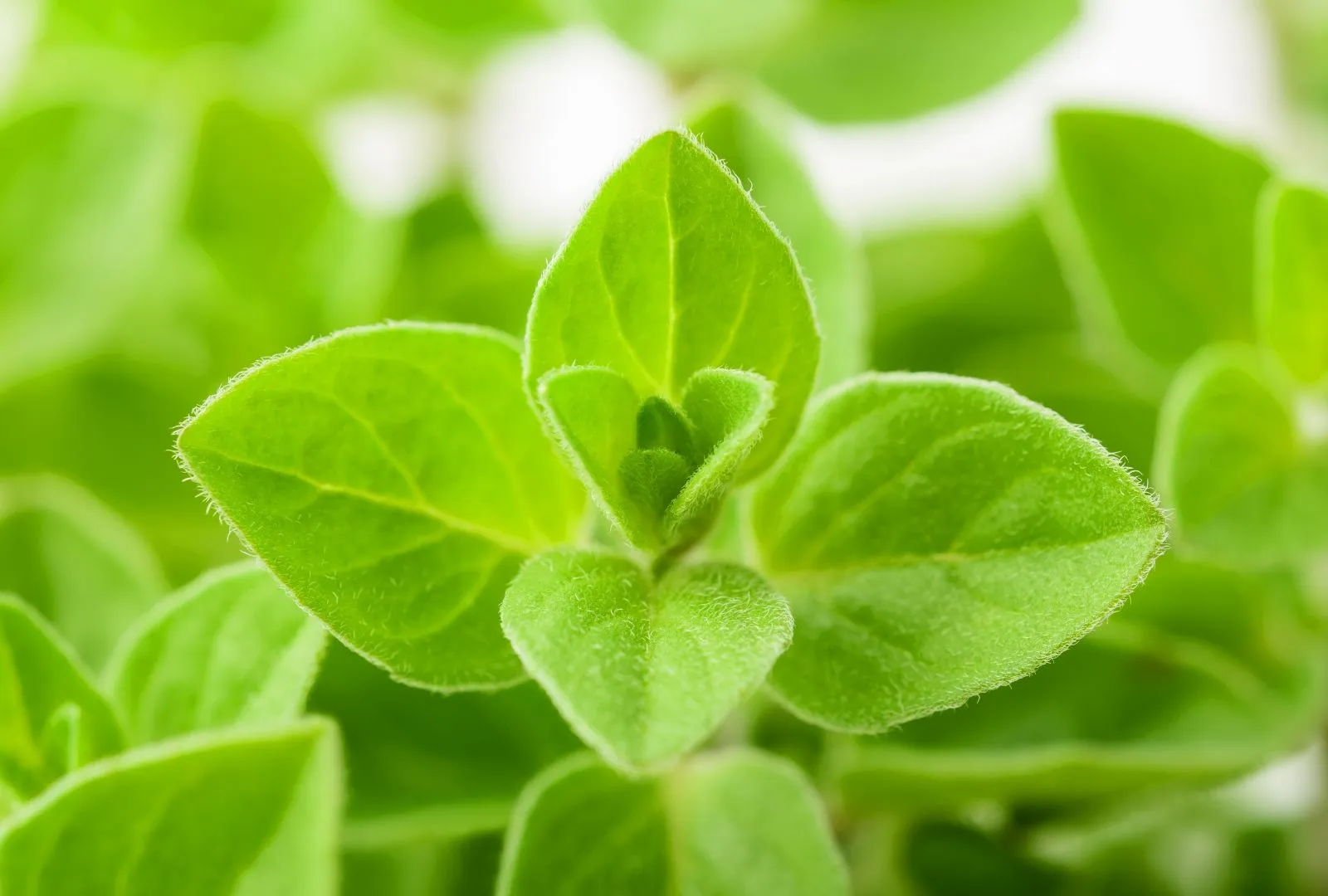 Marjoram leaf close-up