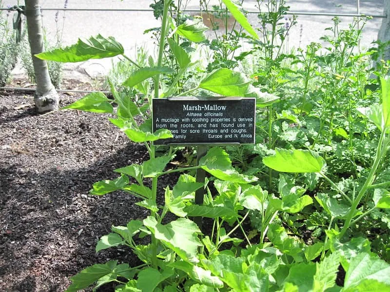 Marsh mallow plant in outdoor garden