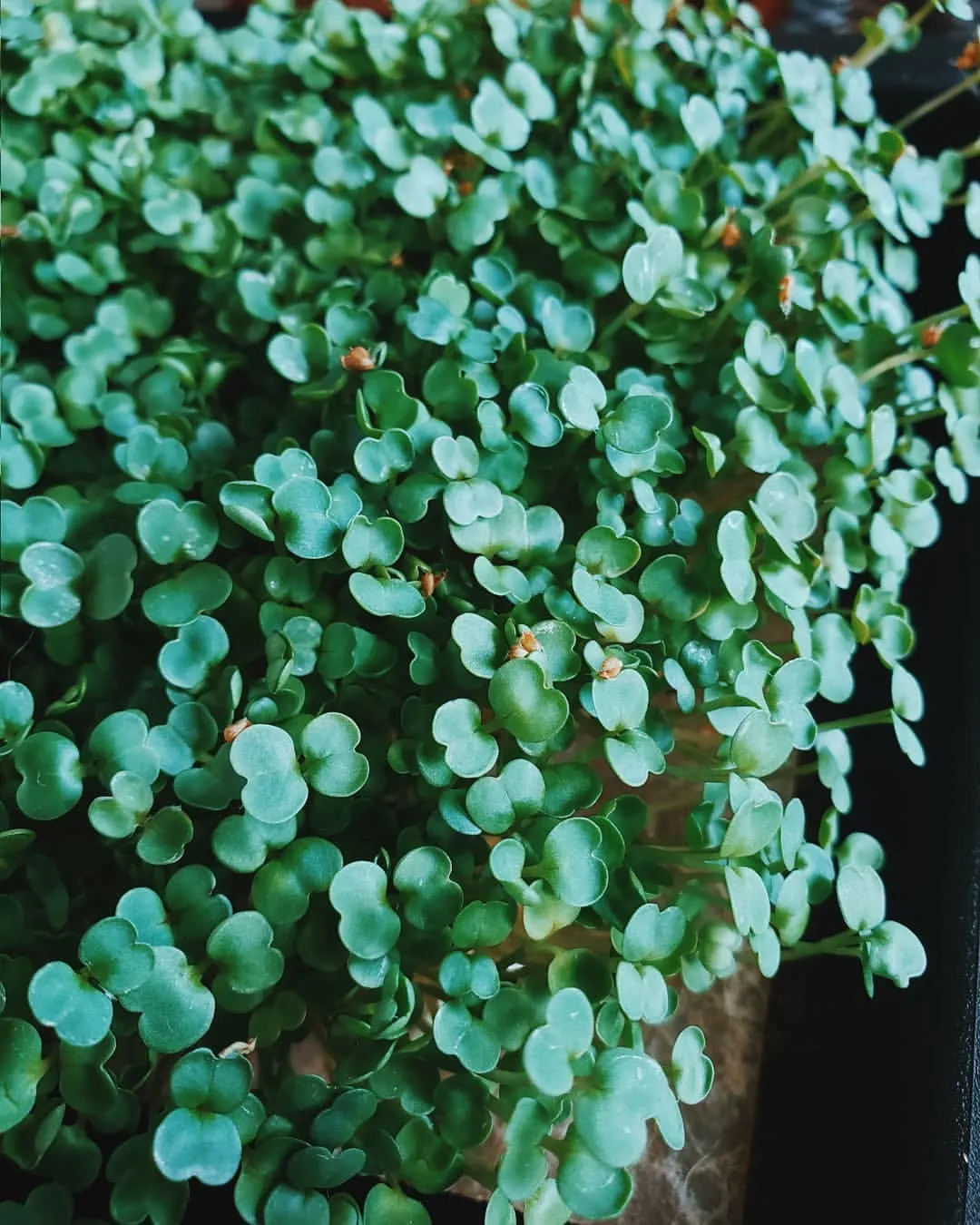 vibrant microgreens growing indoors