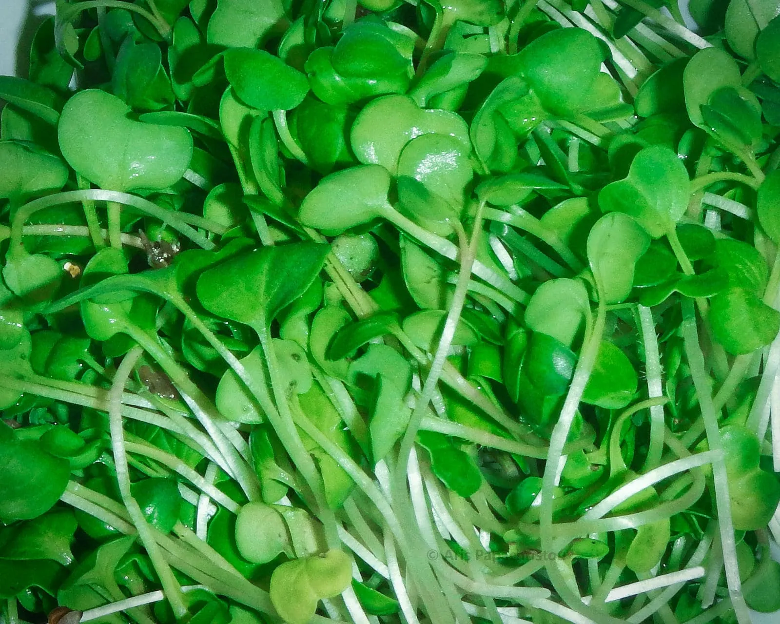 Microgreen radish