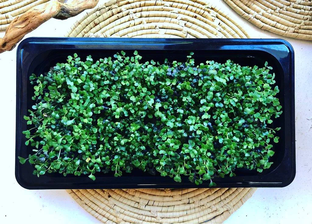 hamama microgreen tray being used at home