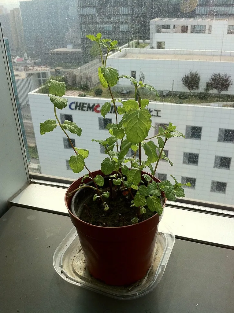 Mint growing on a shady windowsill
