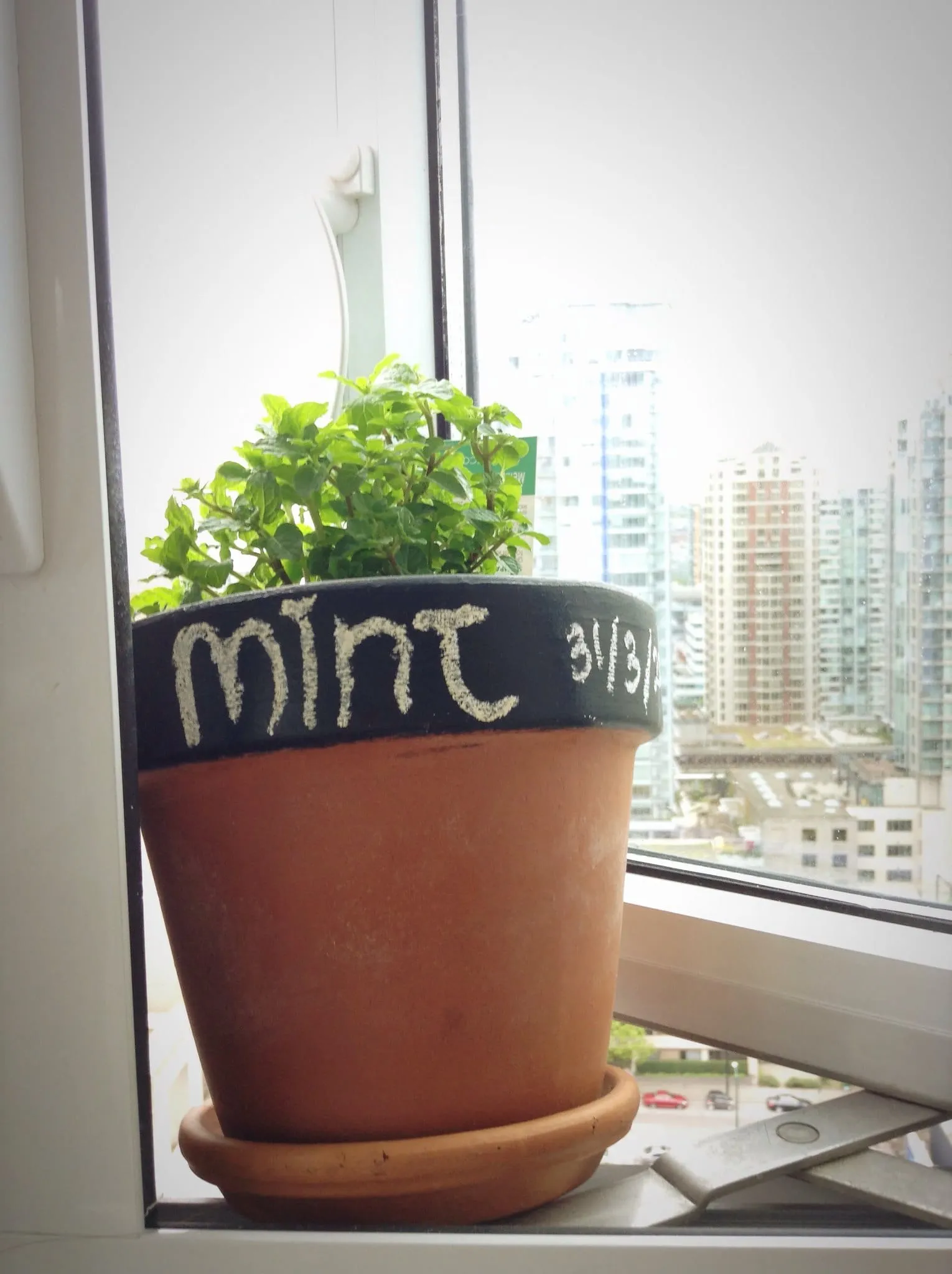 Mint on windowsill in clay pot