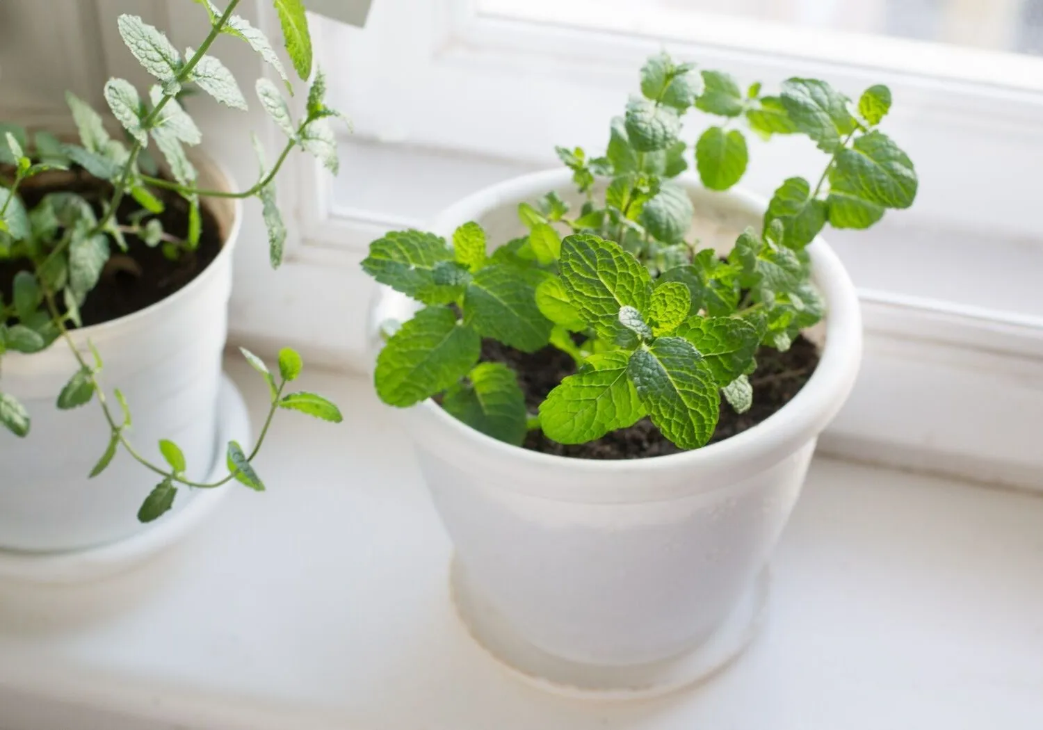 Mint on window sill