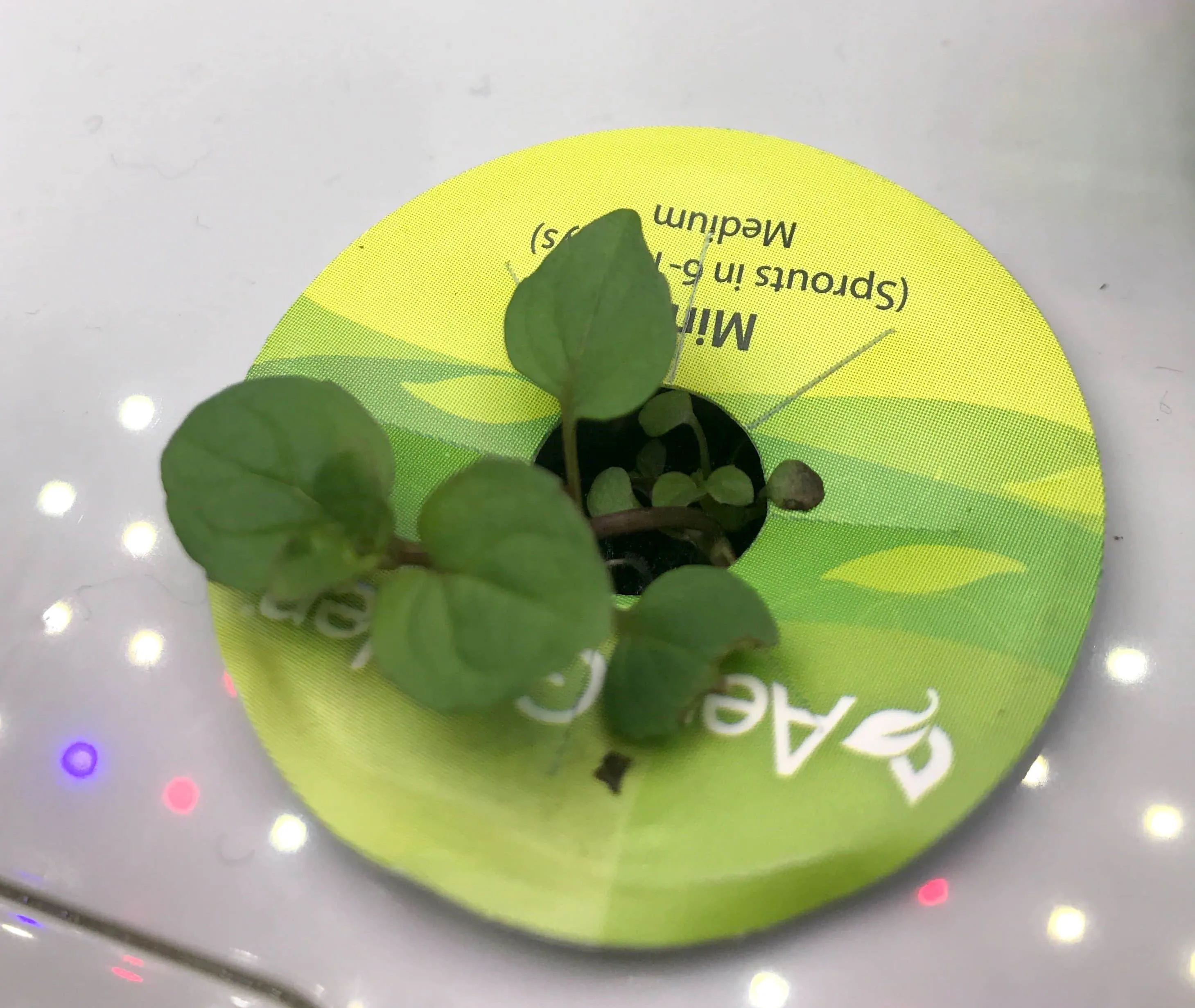 Mint sprouting close-up