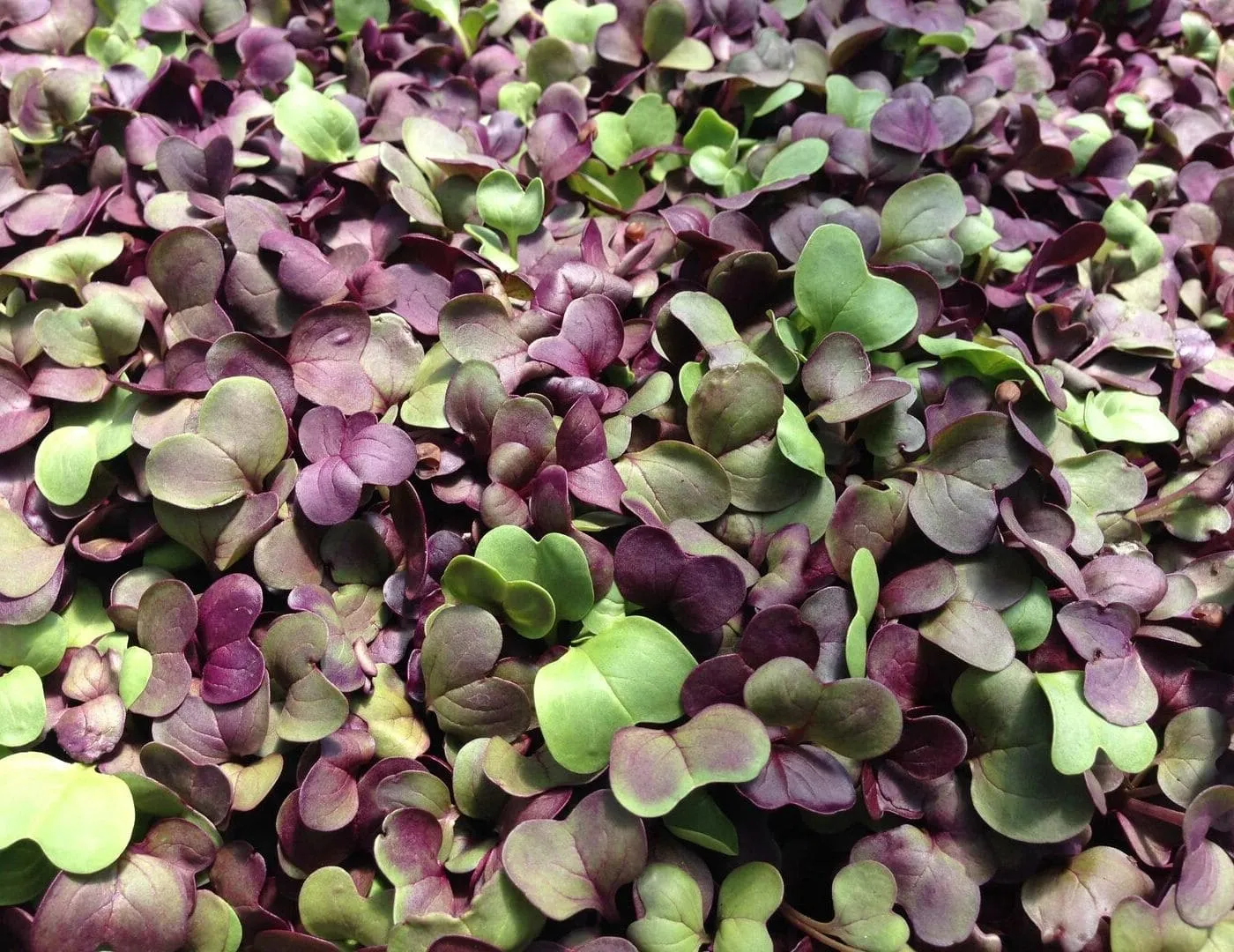 Mixed microgreen close-up