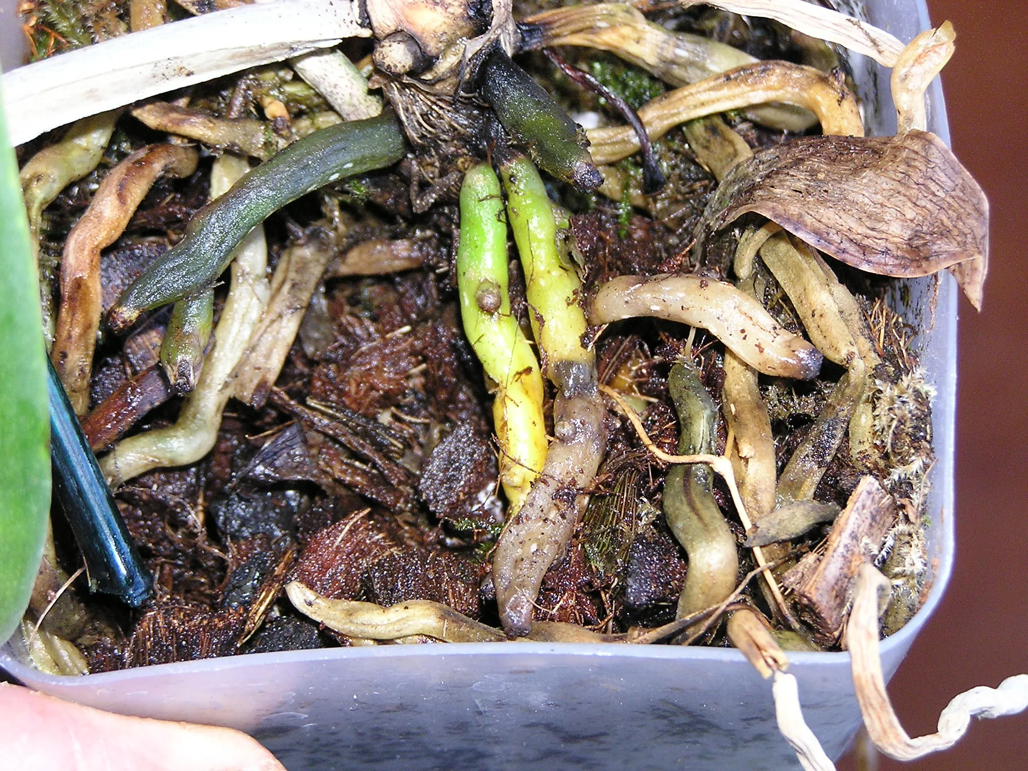 Orchid roots in a plastic pot of bark: a few firm green roots next to many brown, shriveled, rotten ones