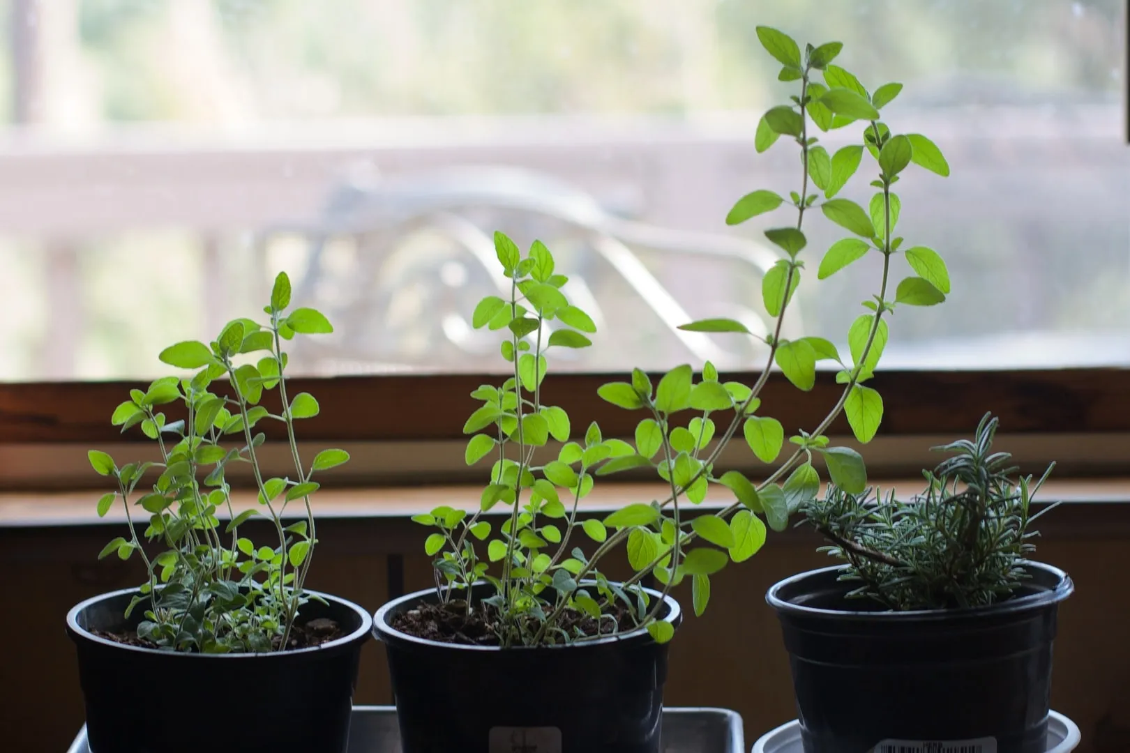 oregano on window sill