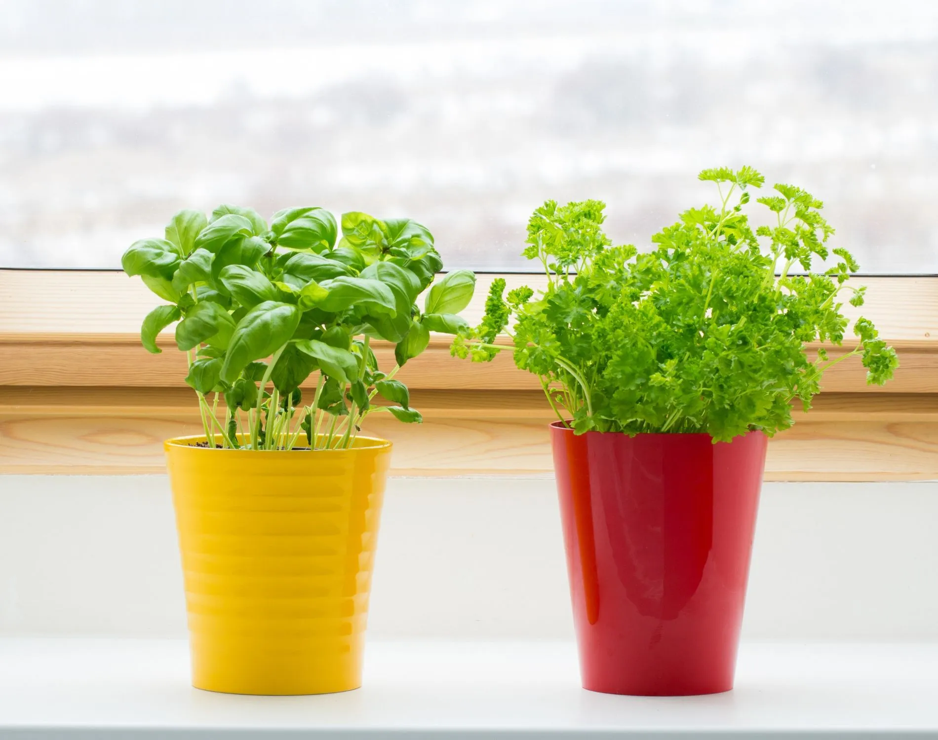 Parsley and basil in sunlight