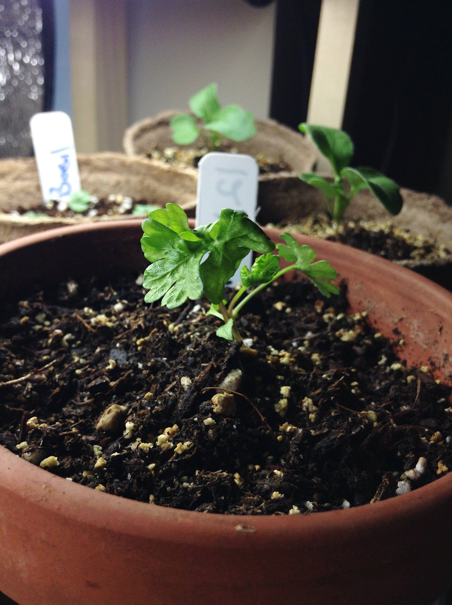 Young parsley seedling with three leaves in a terracotta pot, labelled peat pellets behind it