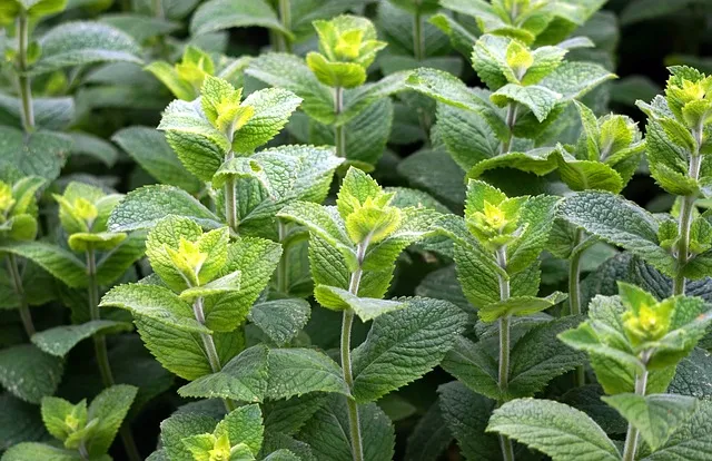 peppermint plant growing outdoors
