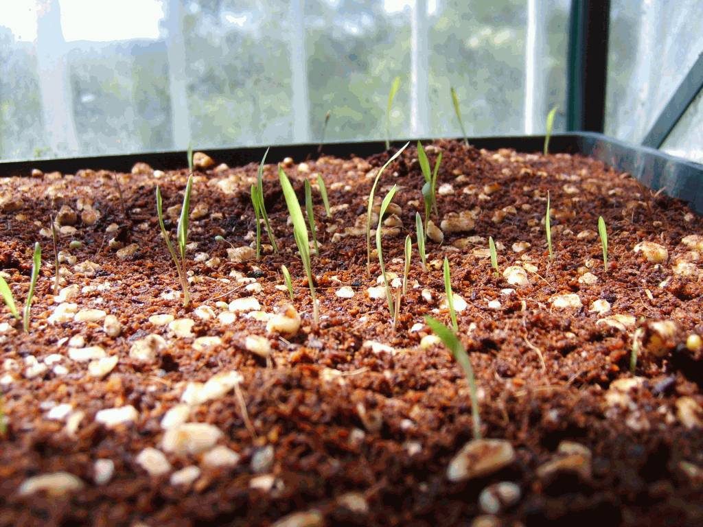 Grass-like seedlings emerging from dark potting mix flecked with white perlite in a greenhouse tray