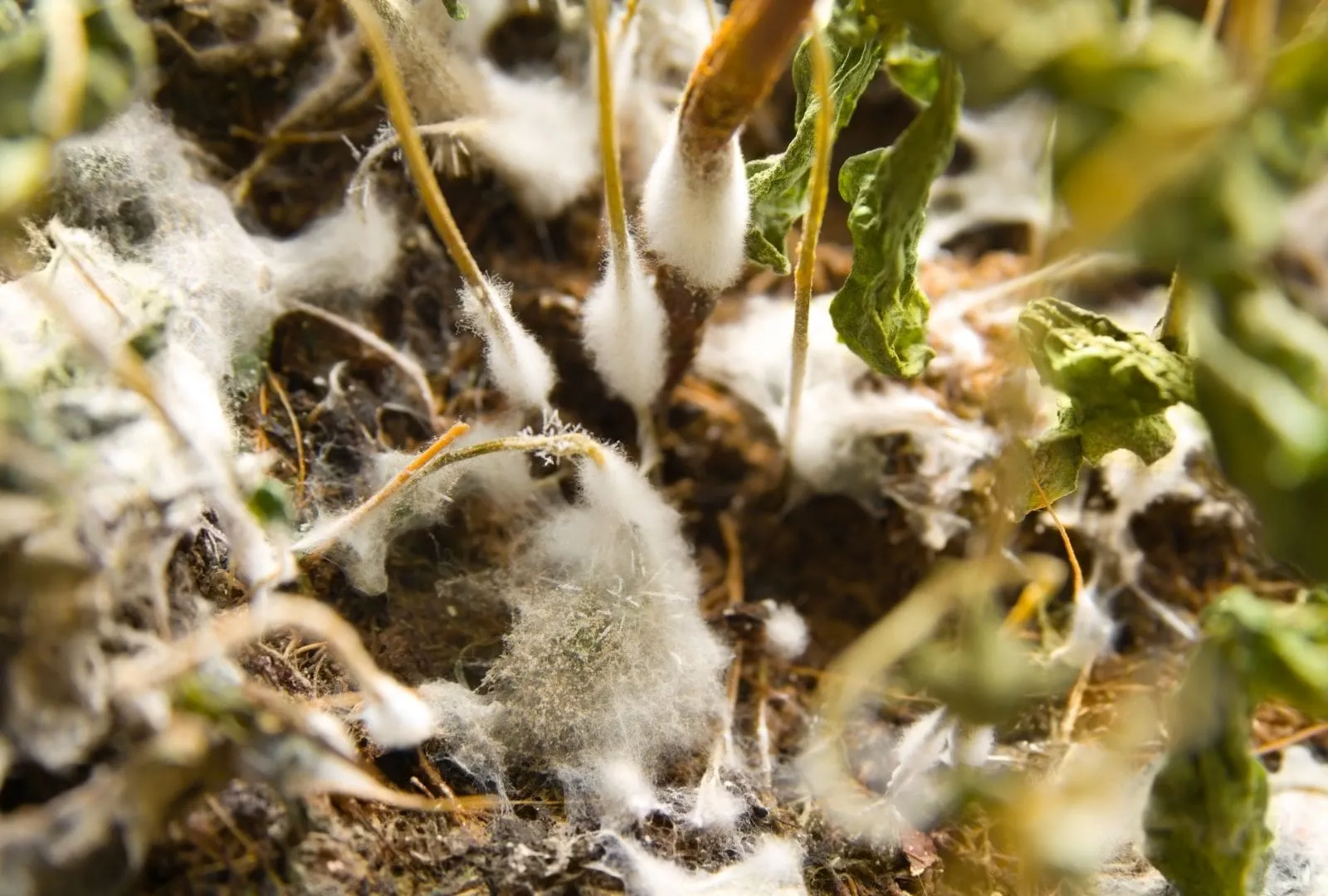 Plant mold in soil