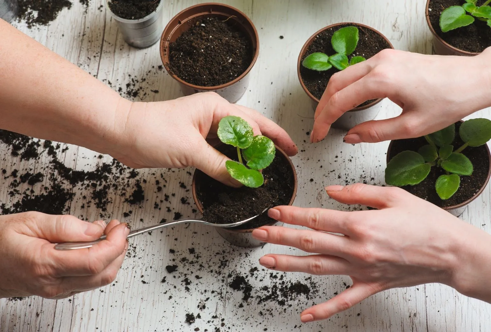 Planting small plants in pots with soil indoors