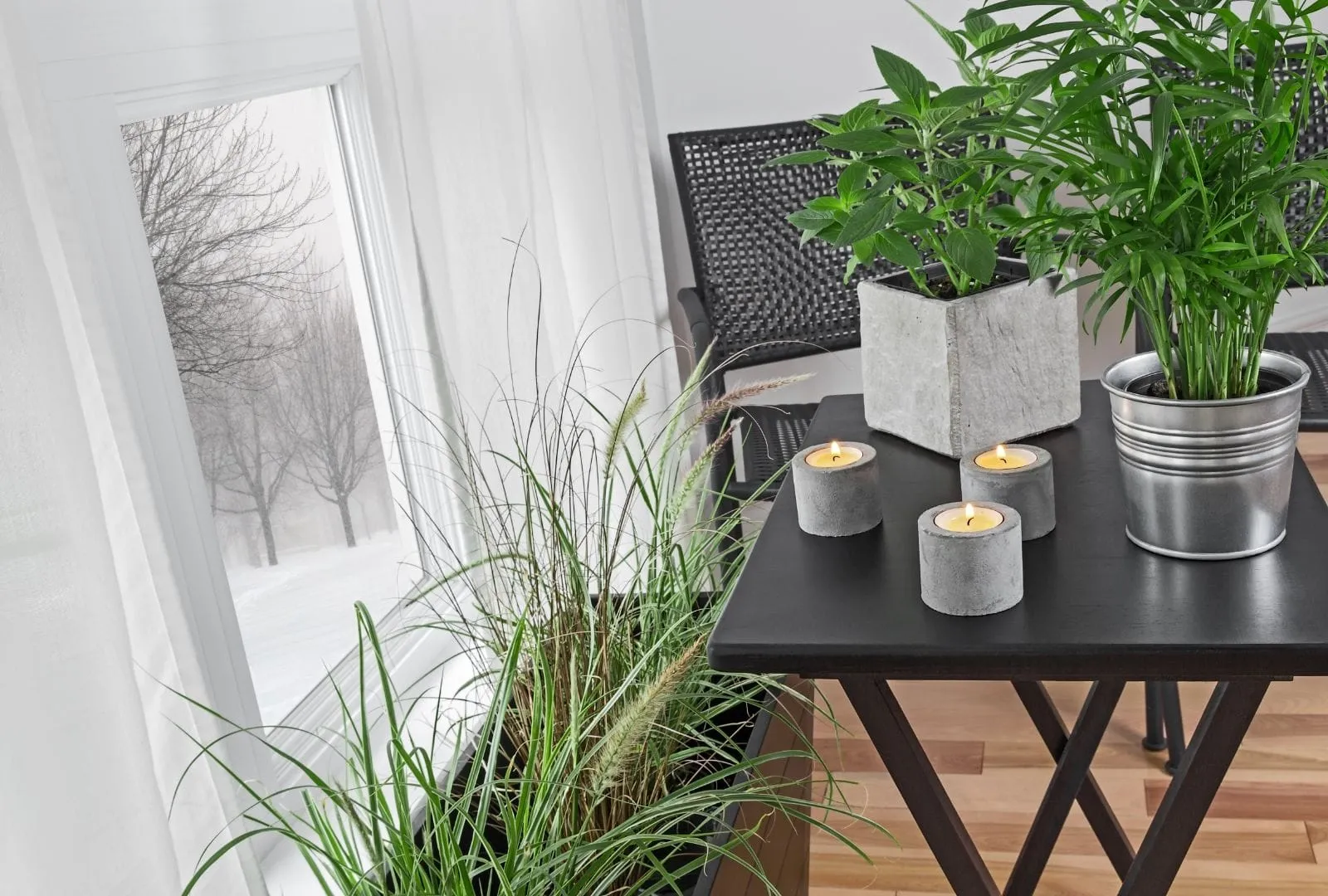 Plants near window indoors in winter time