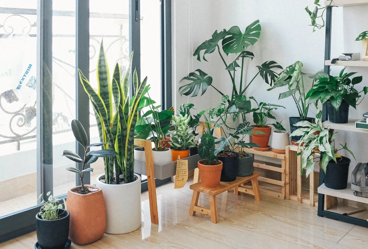 Potted green indoor plants winter