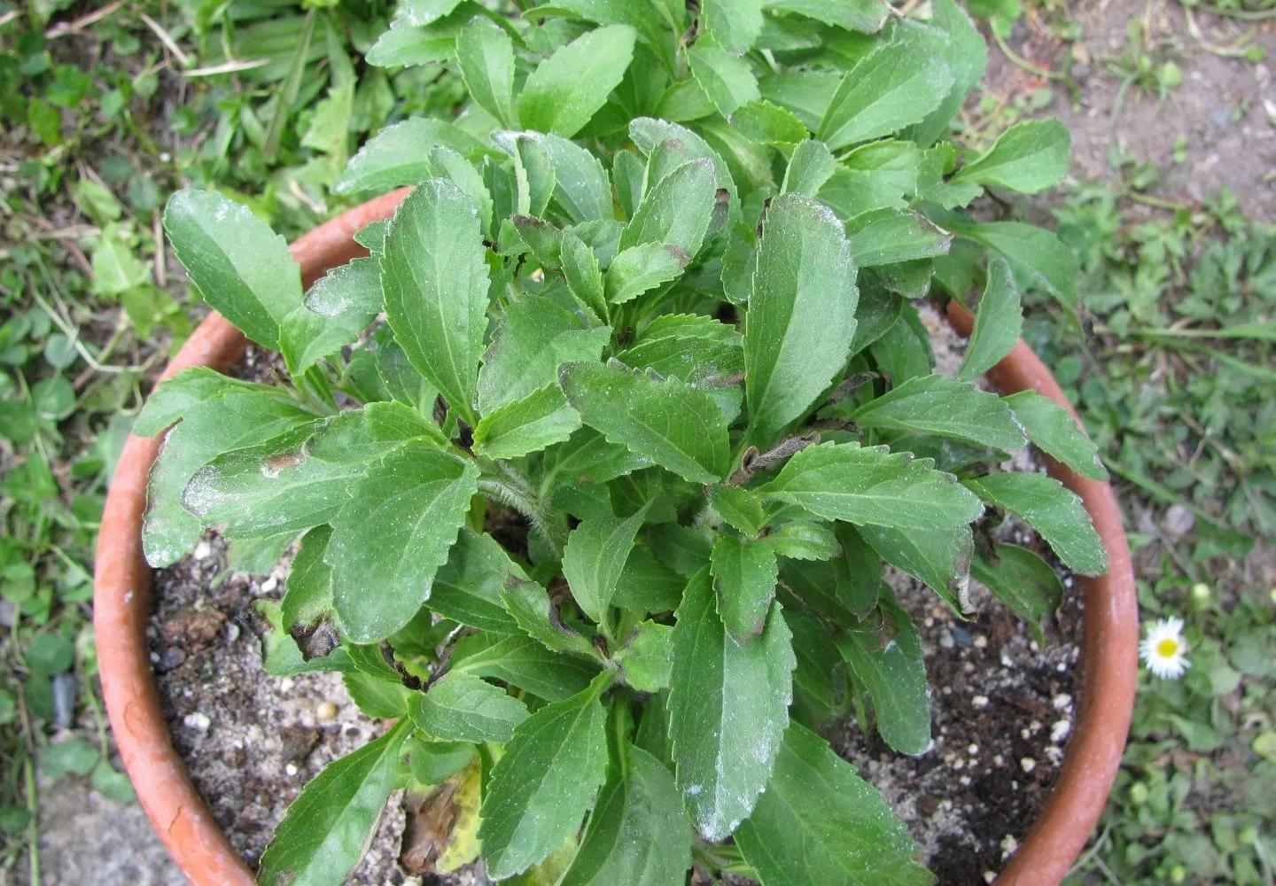 Stevia in pot