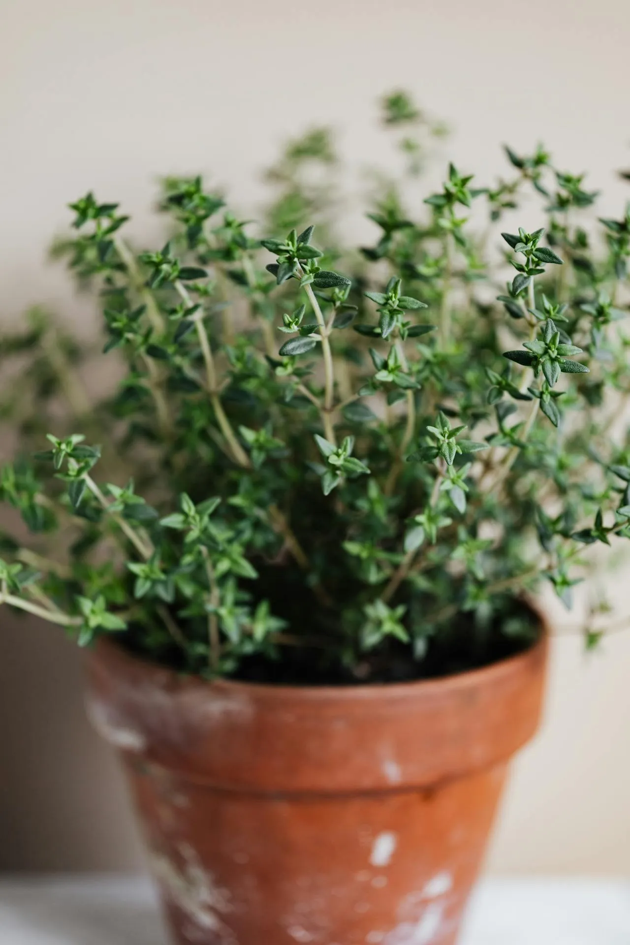 Thyme plant inside a terracotta pot