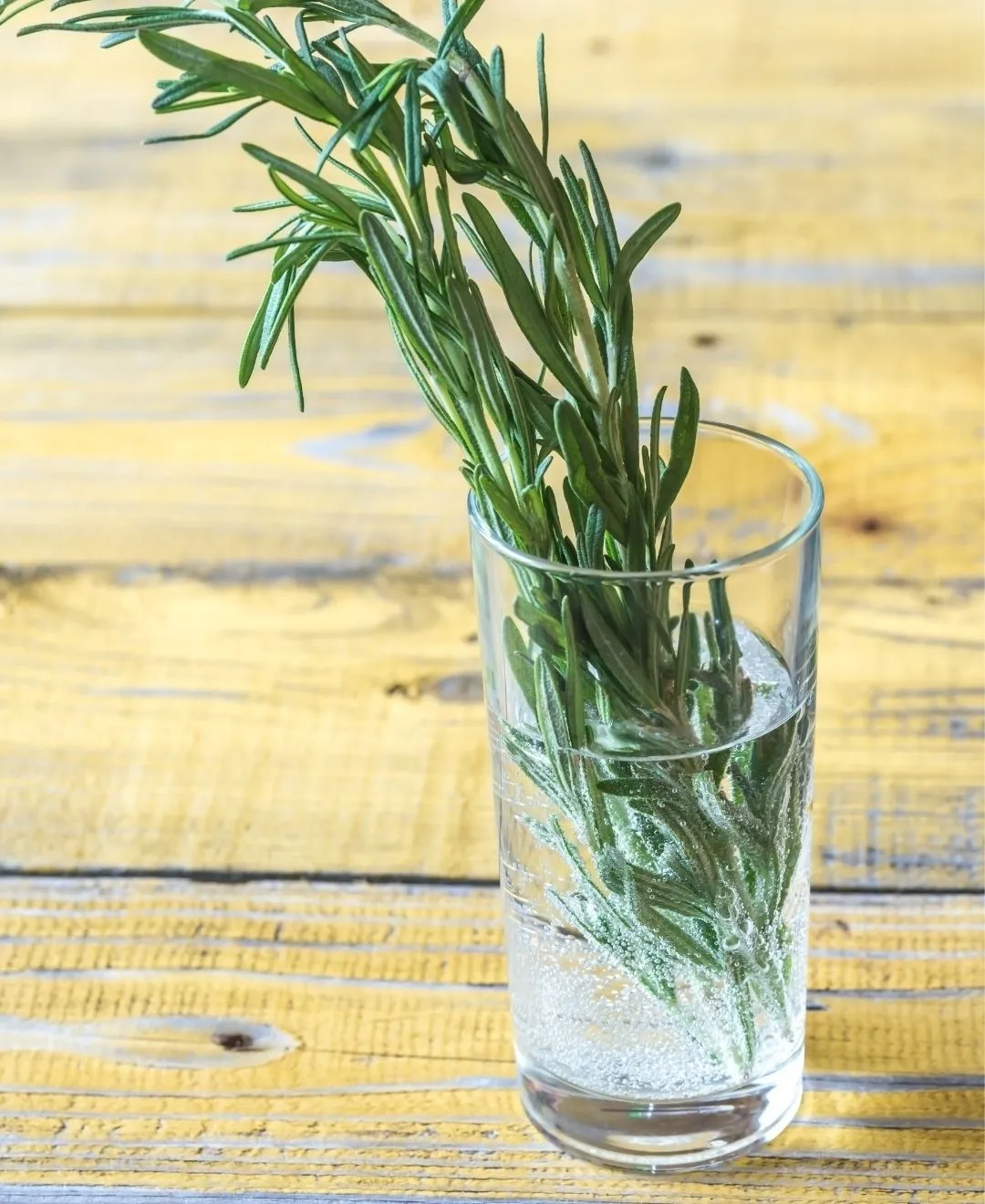 rosemary propagation stems in glass