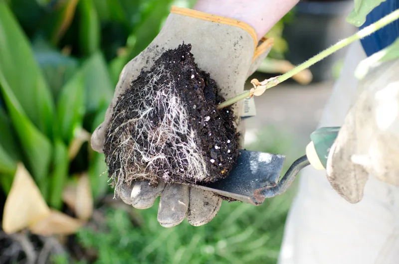 Root bound plant being re potted