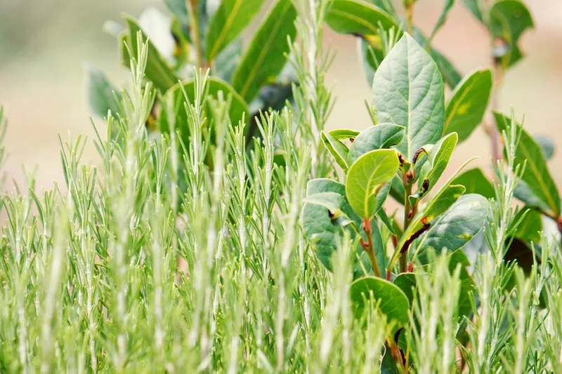 Rosemary and bay laurel growing