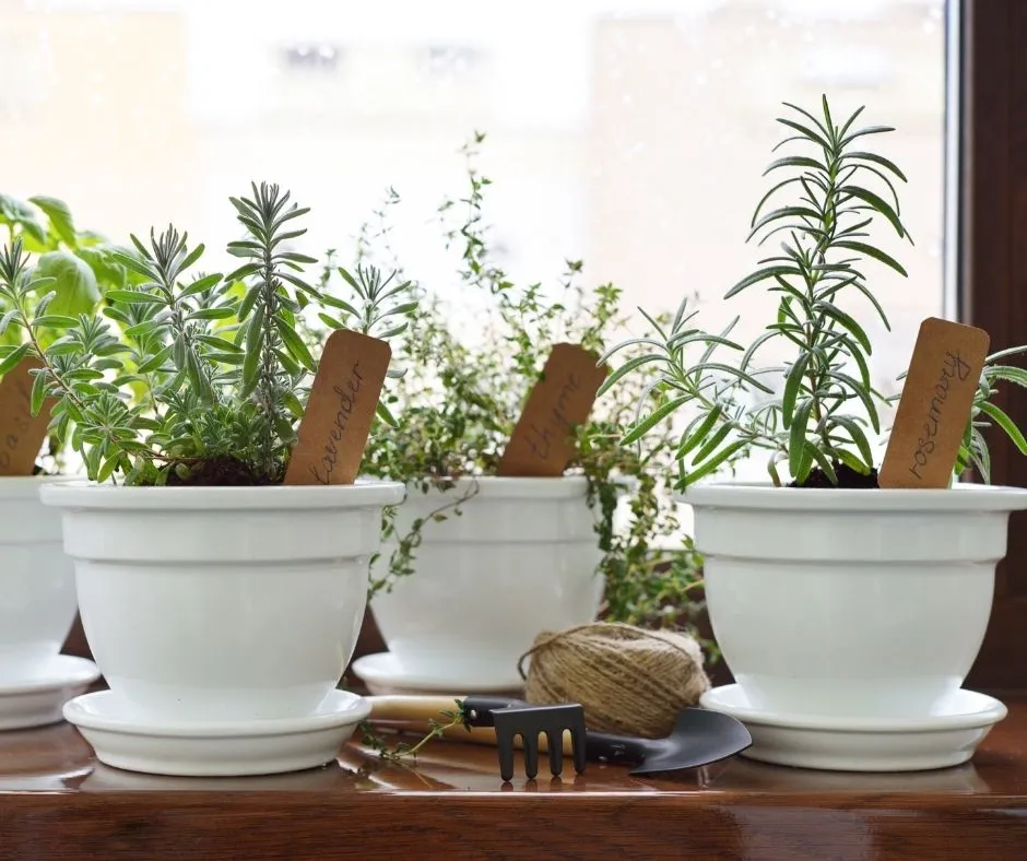 rosemary in pot with other herbs on window sill