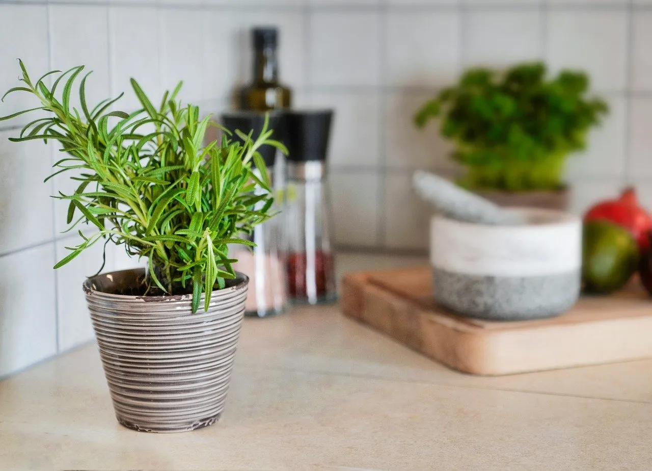 Rosemary plant in pot on countertop