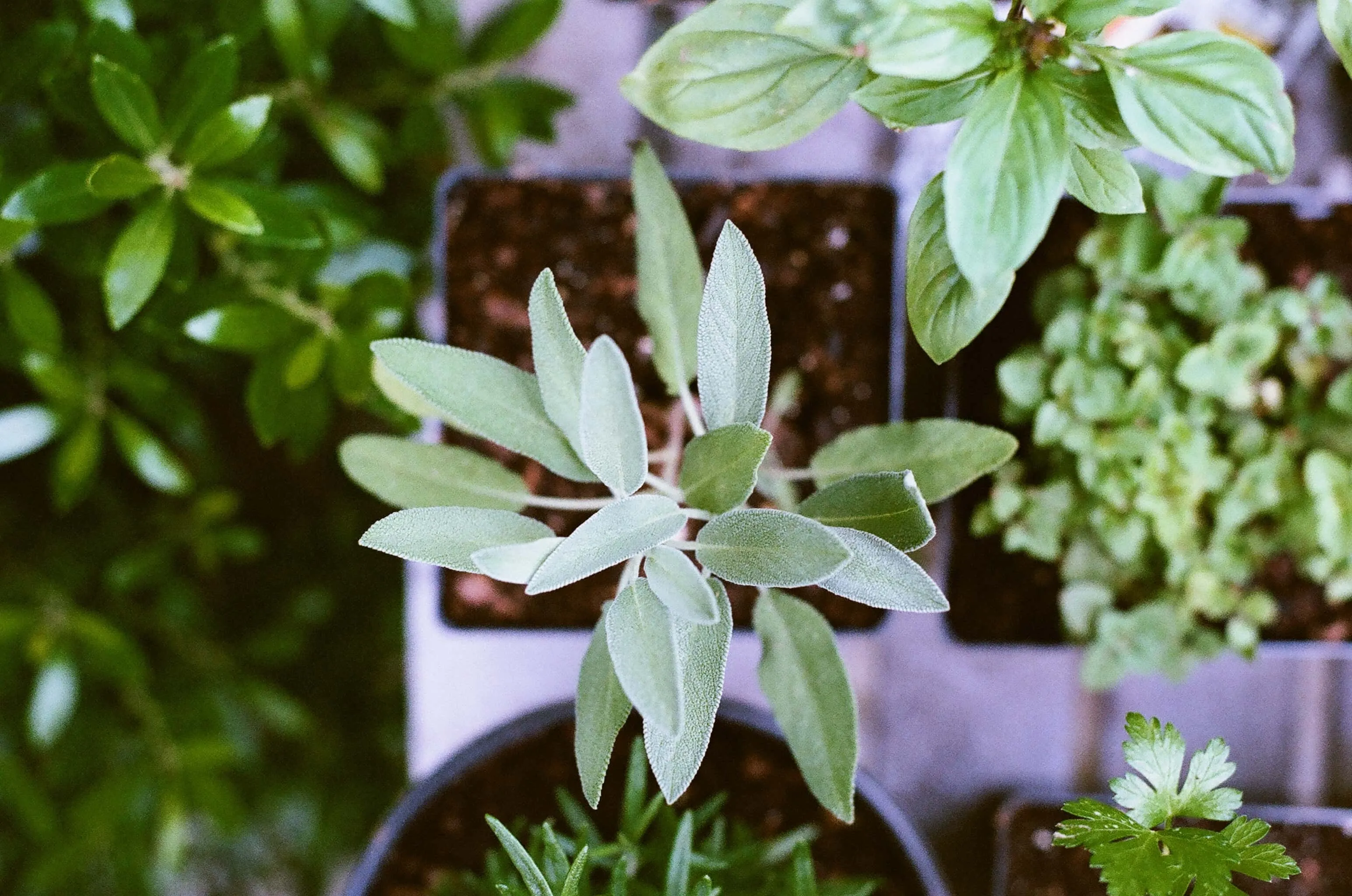 Sage growing in a container, top down view