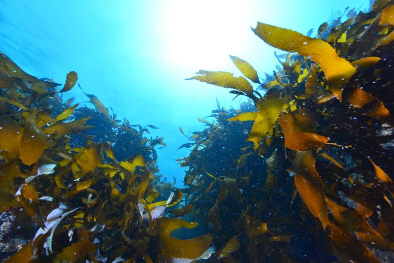 Underwater seaweed kelp