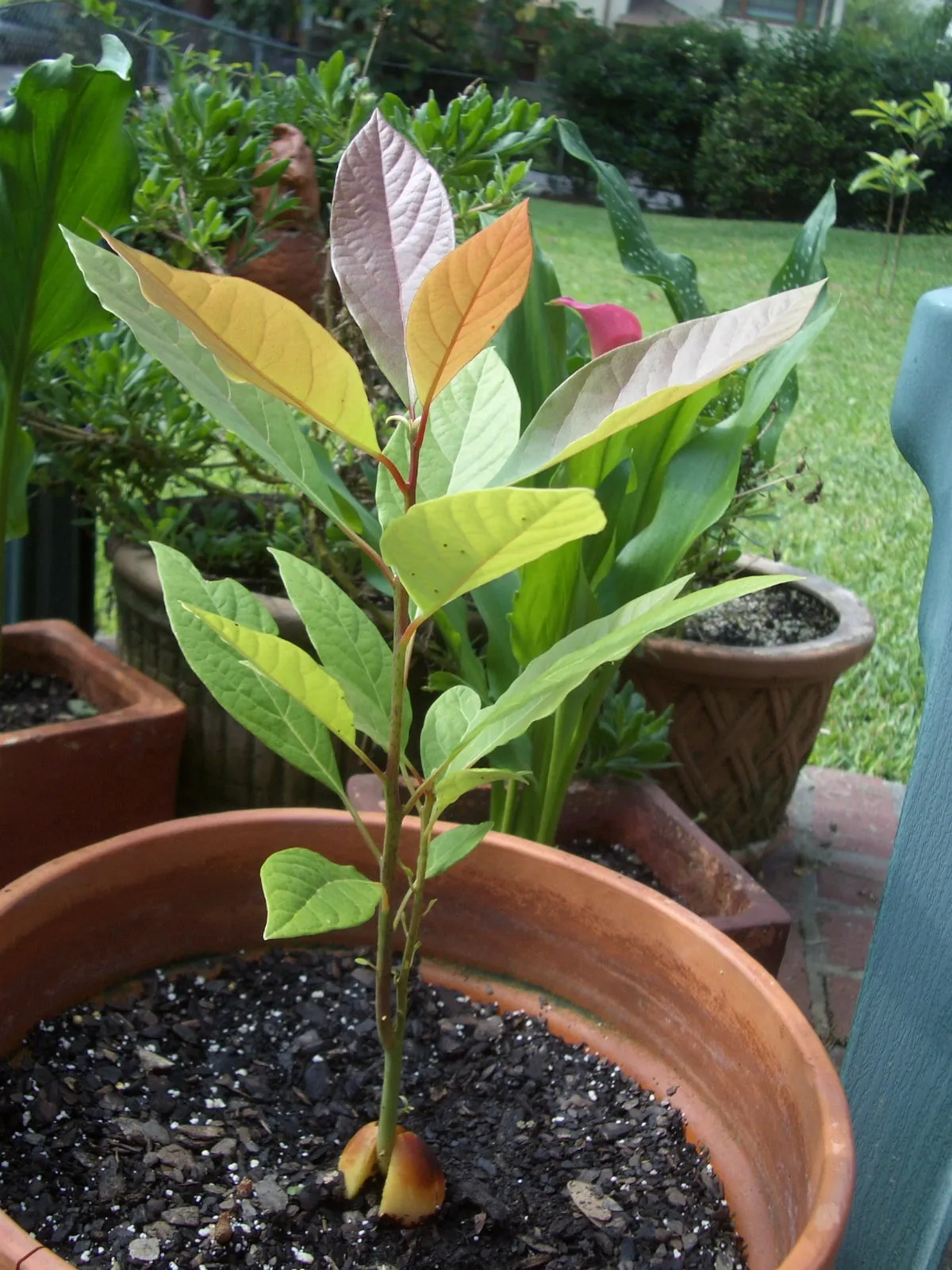 Young avocado tree in pot