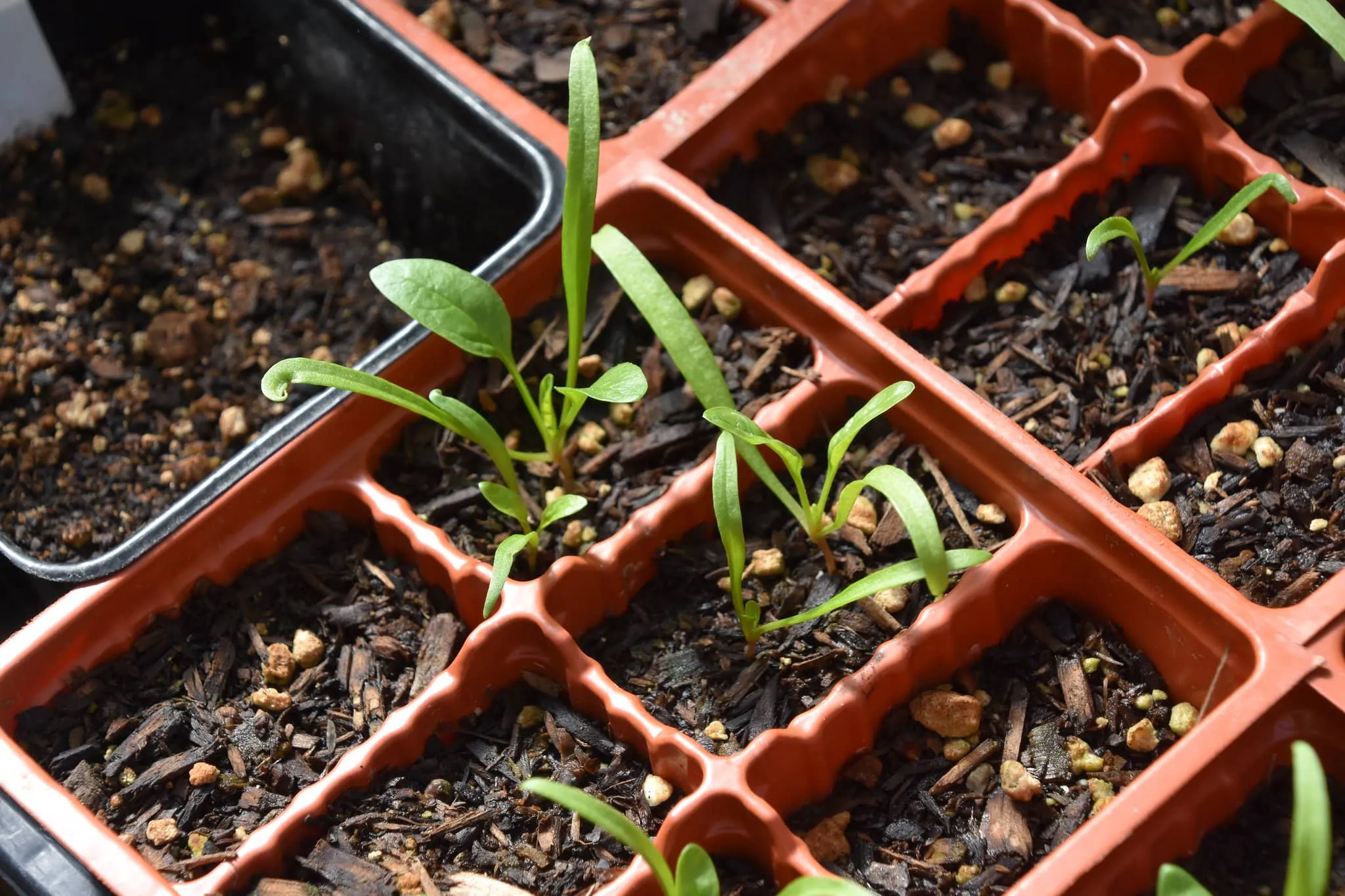 indoor seedlings in growing media