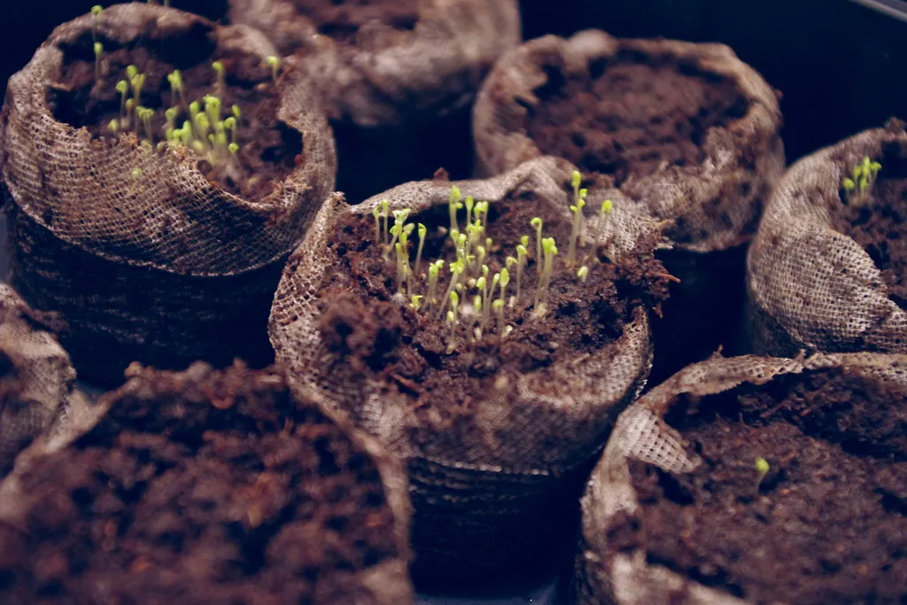 seedlings growing in peat moss growing media