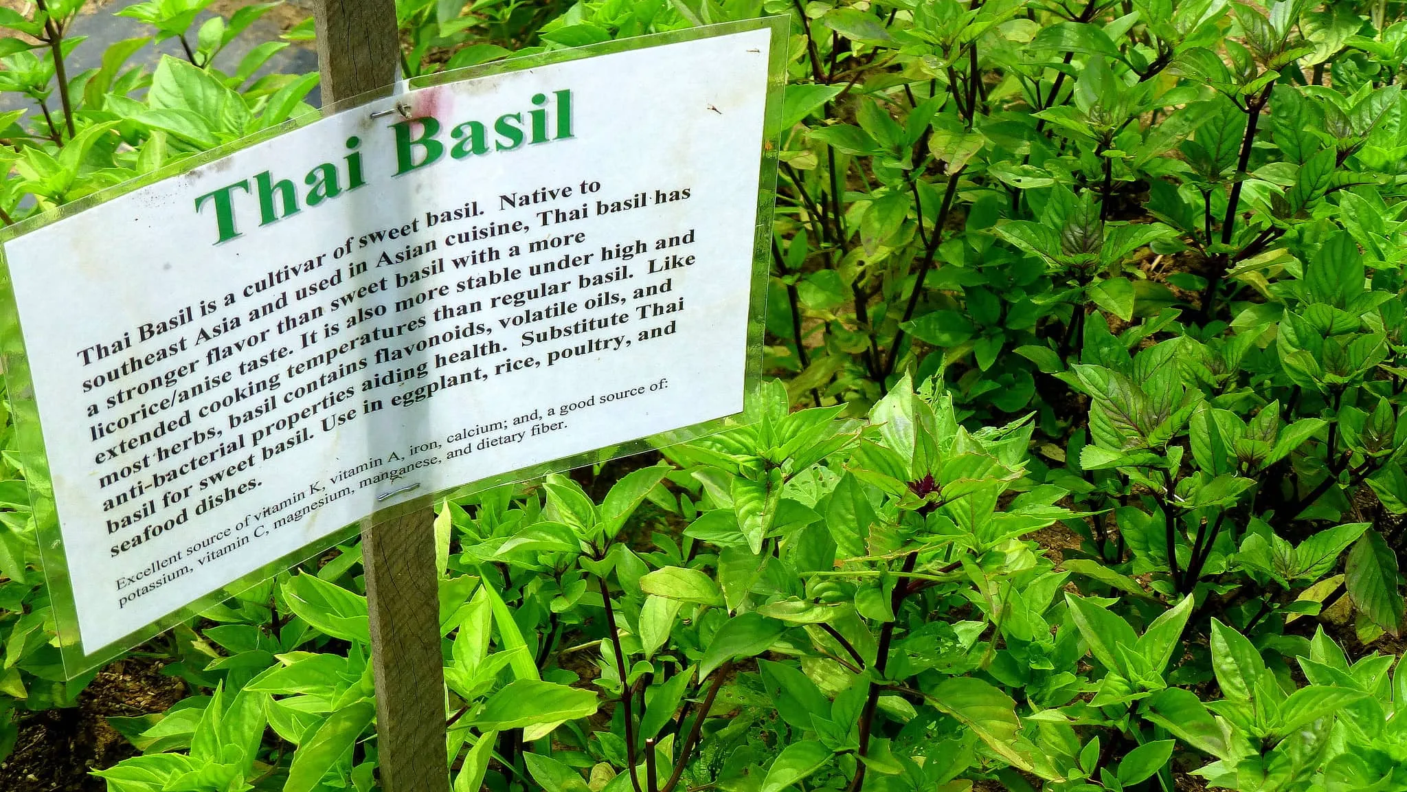 Several large thai basil plants on farm