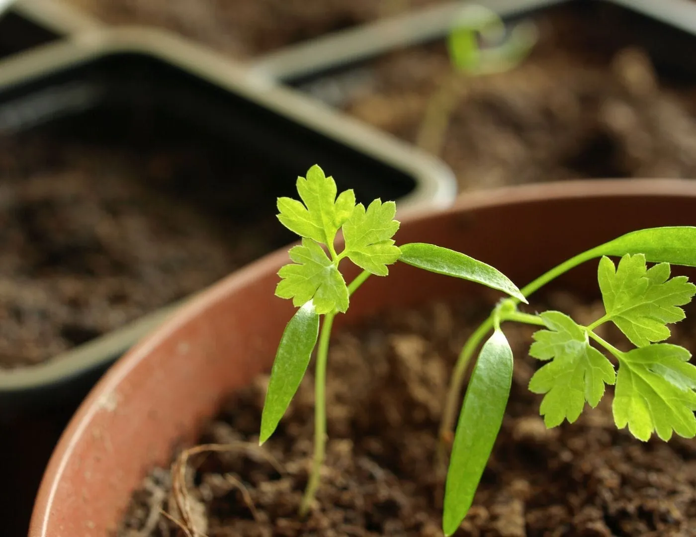 Chervil seedlings sprouting in a pot